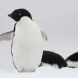 アデリーペンギン
