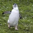 ヒゲペンギン