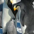 コウテイペンギン