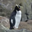 シュレーターペンギン