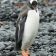 ジェンツーペンギン