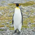 オウサマペンギン